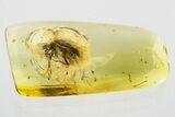 Detailed Fossil Beetle (Ernobius) in Baltic Amber #343327-1